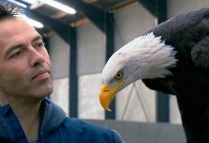 Aves de Rapina capturando Drones